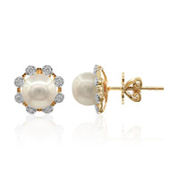 Pendientes en oro con Perla de Akoya (TPC)