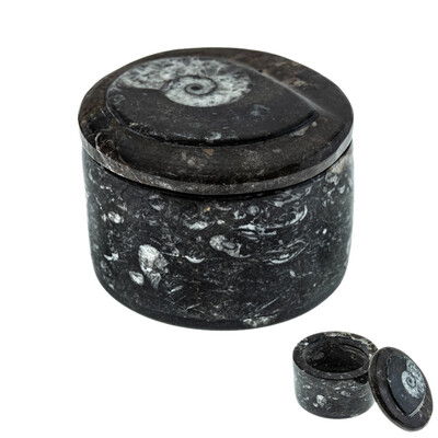Accesorio con Orthoceras